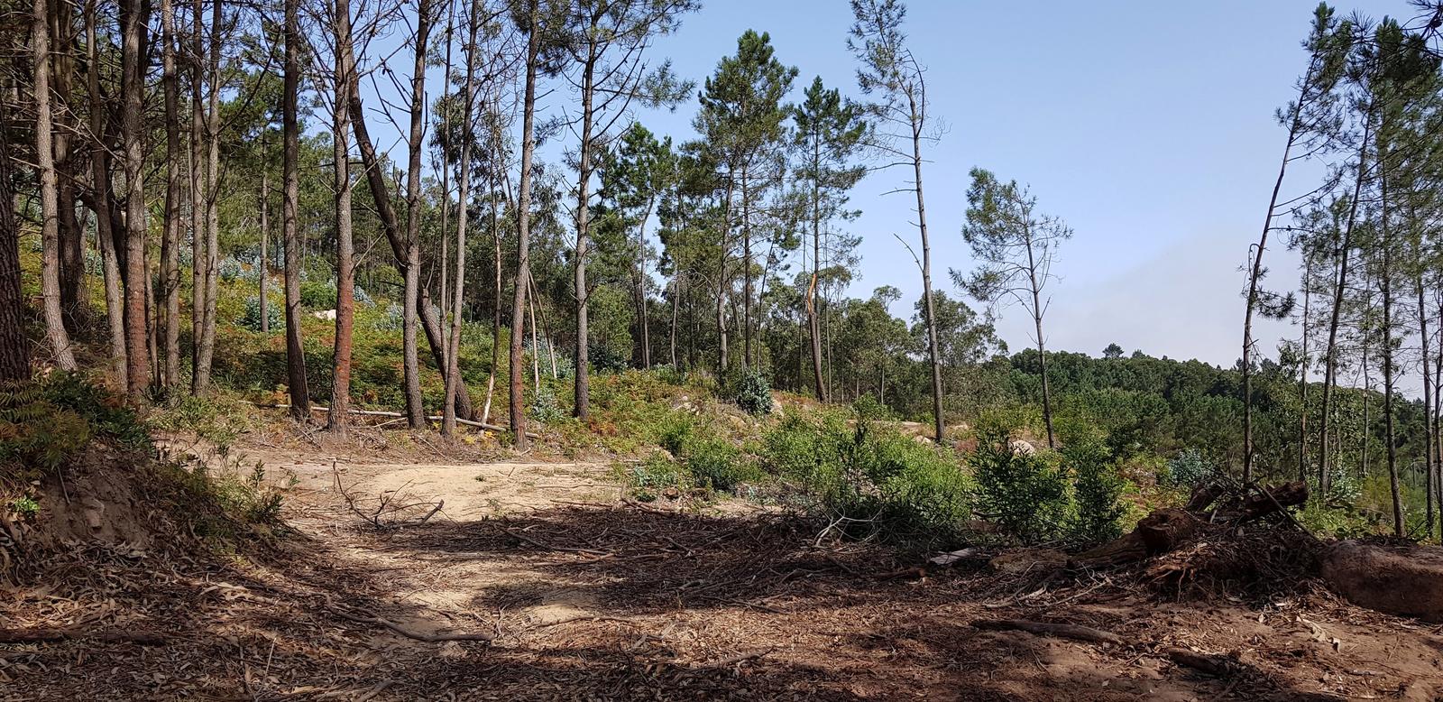 Pedra Amarela Viewpoint